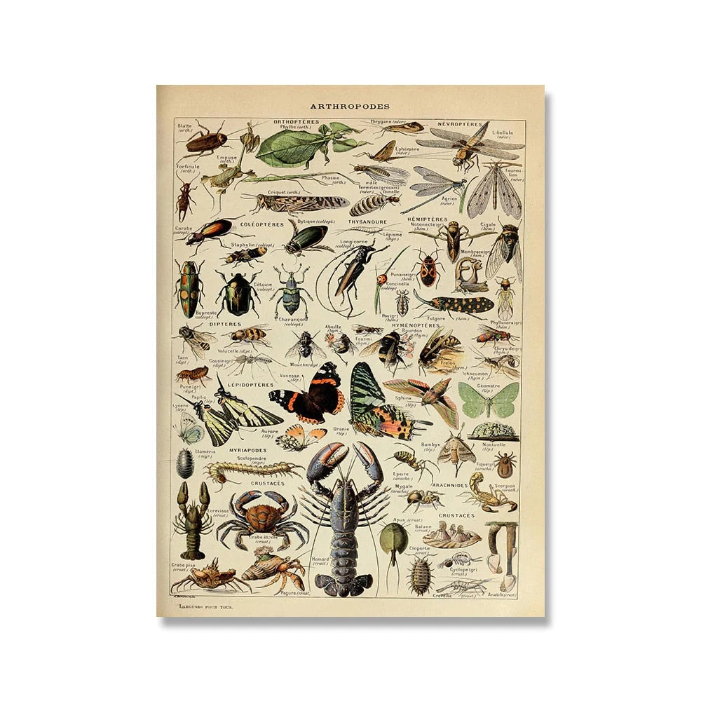 Botanical Print Classic Plant Illustrations Multiple Sizes