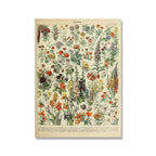 Botanical Print Classic Plant Illustrations Multiple Sizes
