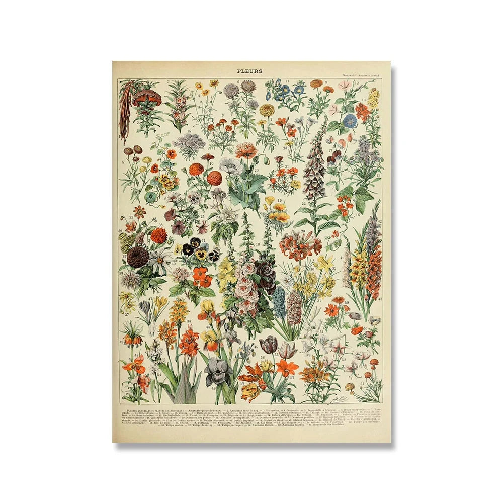 Botanical Print Classic Plant Illustrations Multiple Sizes