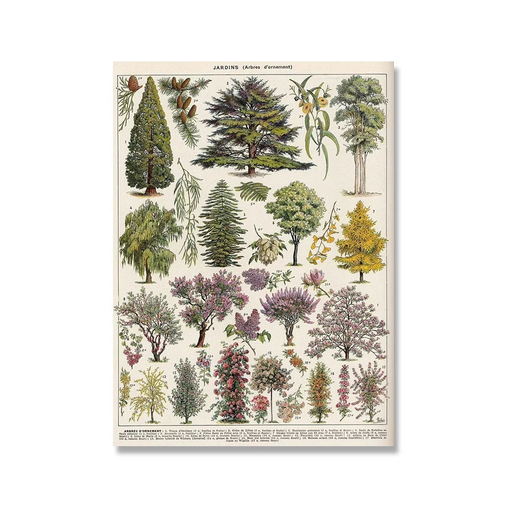 Botanical Print Classic Plant Illustrations Multiple Sizes
