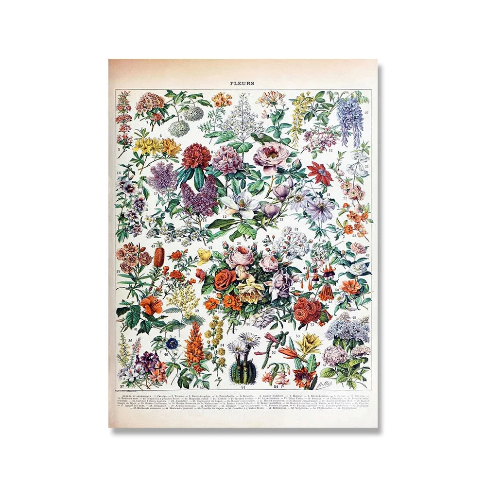 Botanical Print Classic Plant Illustrations Multiple Sizes