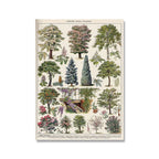 Botanical Print Classic Plant Illustrations Multiple Sizes