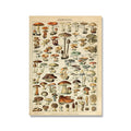 Botanical Print Classic Plant Illustrations Multiple Sizes