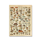 Botanical Print Classic Plant Illustrations Multiple Sizes