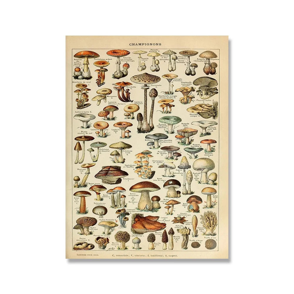 Botanical Print Classic Plant Illustrations Multiple Sizes