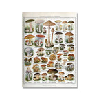 Botanical Print Classic Plant Illustrations Multiple Sizes