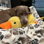 Calming Dog Toy Quacking Sound Durable & Pet-Safe Fabric