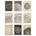 Canvas Wall Art Abstract Tree Rings Ready To Hang