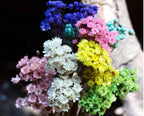 Car Air Freshener Borosilicate Glass Dried Chrysanthemum