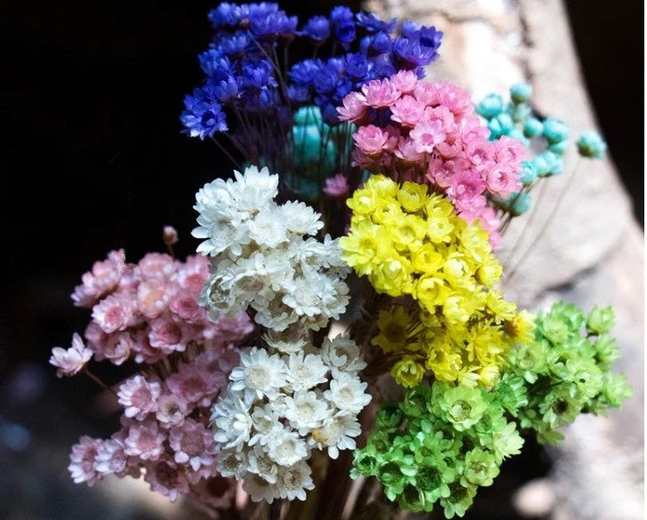 Car Air Freshener Borosilicate Glass Dried Chrysanthemum