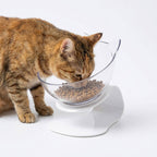 Cat Bowl Elevated 15° Tilt Dual Bowls Anti-Slip Base