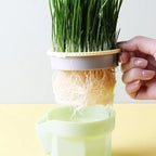 Cat Grass Cup Hydroponic Food-Grade Rye & Wheat Seeds