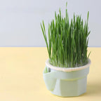 Cat Grass Cup Hydroponic Food-Grade Rye & Wheat Seeds