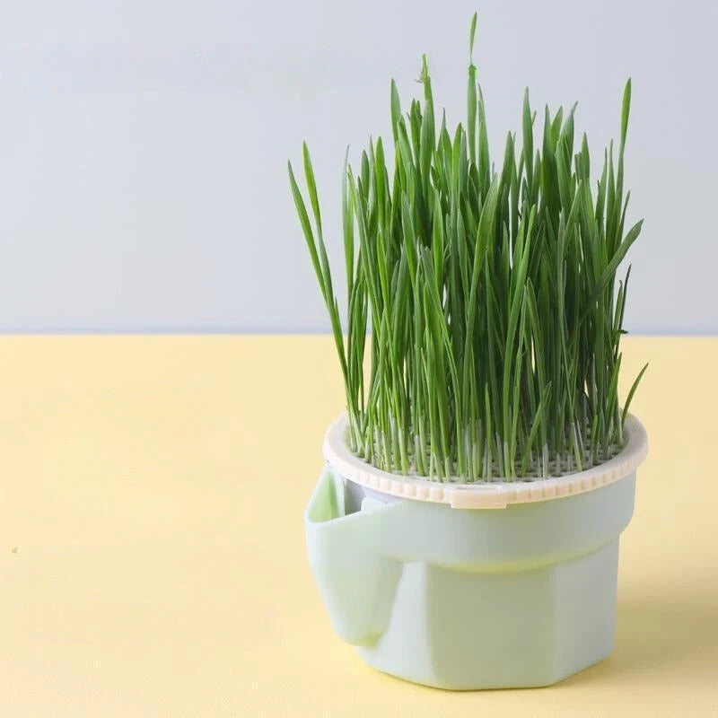 Cat Grass Cup Hydroponic Food-Grade Rye & Wheat Seeds