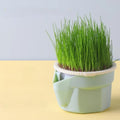 Cat Grass Cup Hydroponic Food-Grade Rye & Wheat Seeds