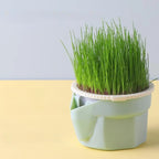 Cat Grass Cup Hydroponic Food-Grade Rye & Wheat Seeds
