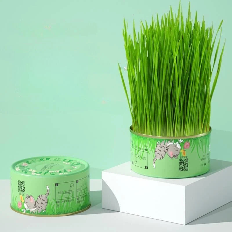 Cat Grass Cup Hydroponic Food-Grade Rye & Wheat Seeds