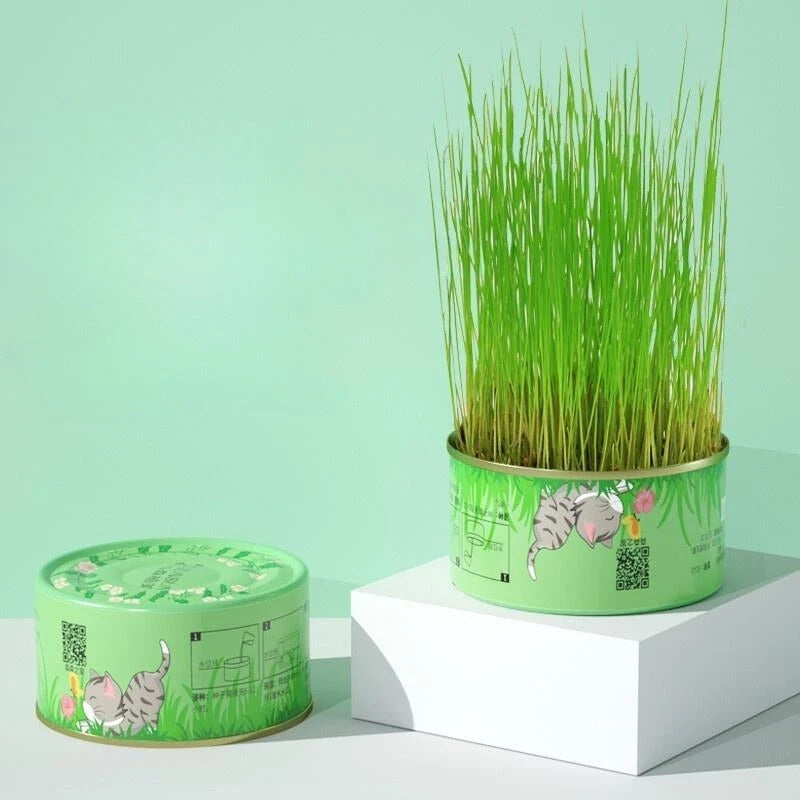 Cat Grass Cup Hydroponic Food-Grade Rye & Wheat Seeds