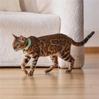 Cat Laser Collar Adjustable Strap Durable ABS