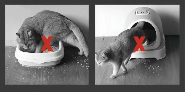 Cat Litter Mat Dual-Layer Water-Resistant Machine Washable