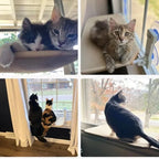 Cat Window Hammock Suction-Cup Mount Breathable Mesh & Sturdy Frame