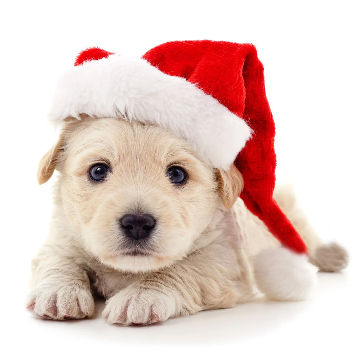 Christmas Hat Soft Plush Faux Fur Trim & Pompom
