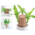 Desktop Plant Low-Maintenance Low-Light Air-Purifying