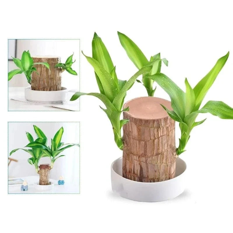 Desktop Plant Low-Maintenance Low-Light Air-Purifying
