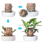 Desktop Plant Low-Maintenance Low-Light Air-Purifying