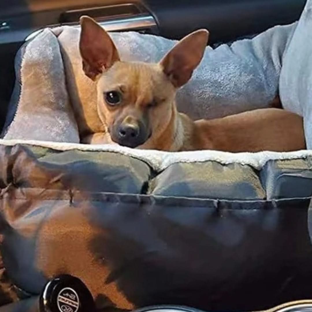 Dog Car Seat Removable Waterproof Cover & Adjustable Straps