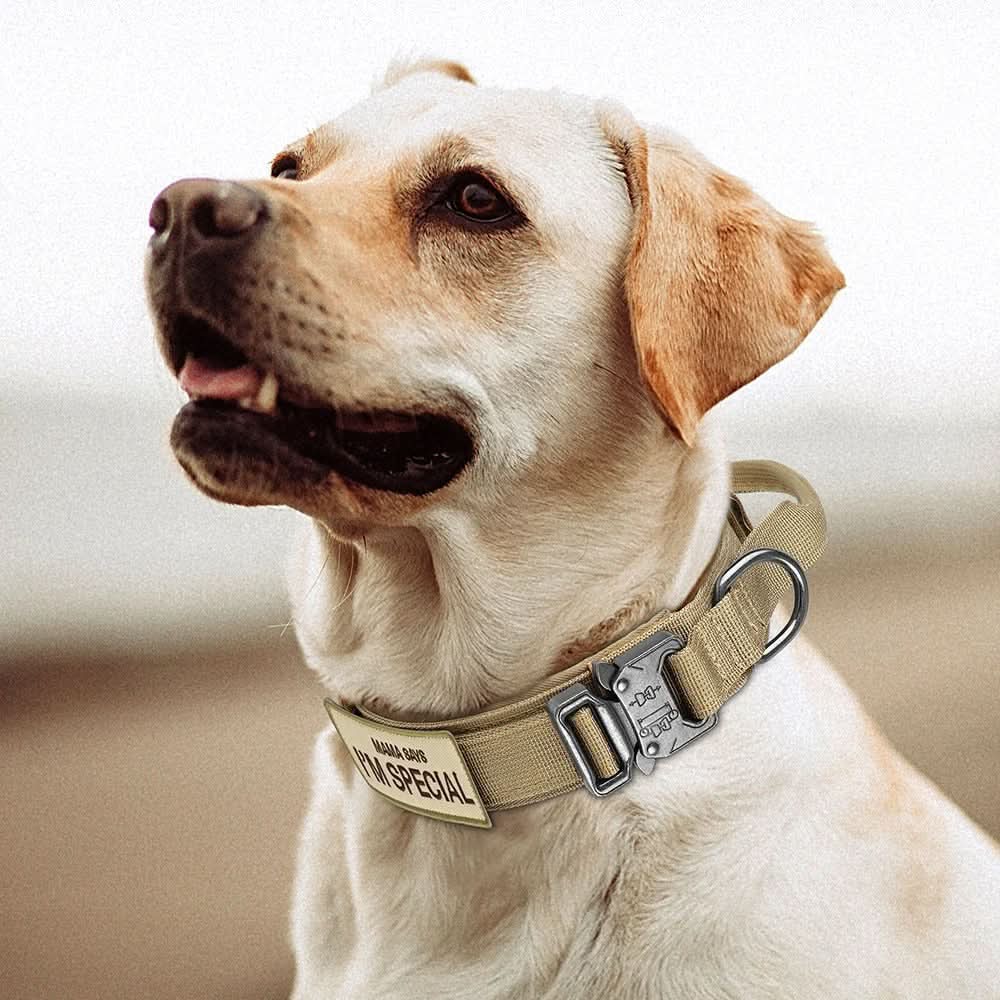 Dog Collar Padded Nylon Adjustable with Control Handle