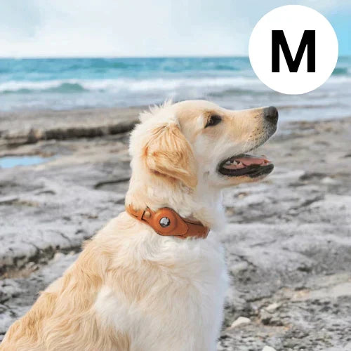 Dog Collar Real-Time GPS Worldwide No Subscription
