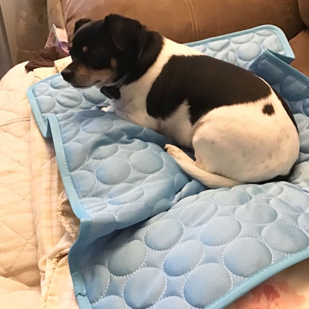 Dog Cooling Mat Ice Silk & Self-Cooling Gel