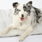 Dog Cooling Mat Self-Cooling No Electricity Portable & Machine Washable