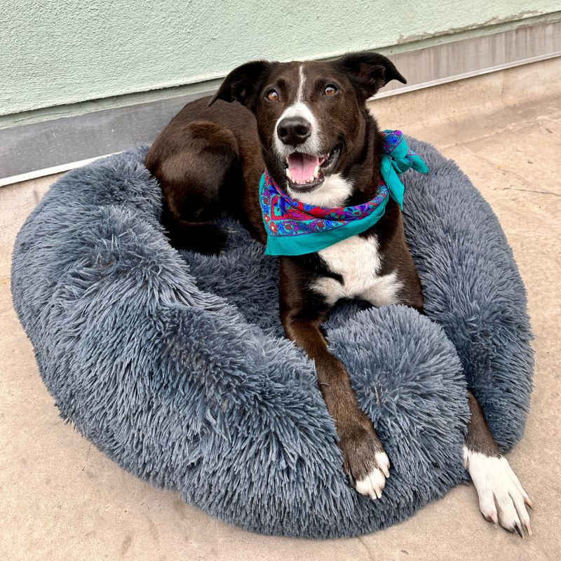 Dog Cushion Calming Ergonomic Plush Cover