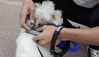Dog GPS Tracker 3.3-Foot Accuracy Real-Time Rechargeable Battery