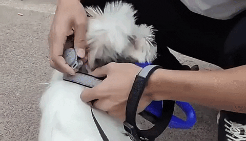 Dog GPS Tracker 3.3-Foot Accuracy Real-Time Rechargeable Battery