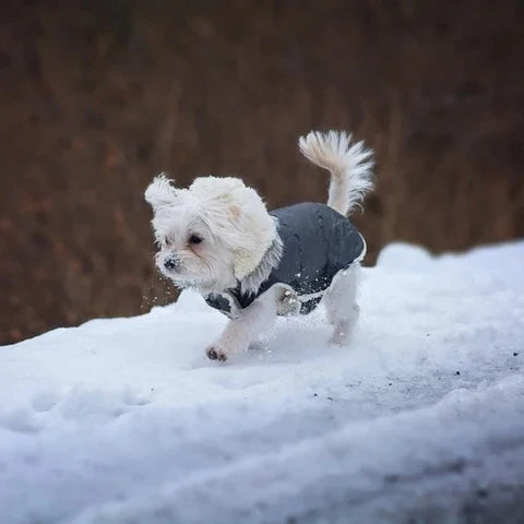 Dog Jacket Waterproof & Sherpa-Fleece Lined Built-In Harness