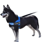 Dog Leash & Chest Harness Set Comfort-Fit Pressure-Distributing Nylon