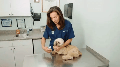 Dog Nail Clipper Integrated Safety Sensor Stainless Steel Blades