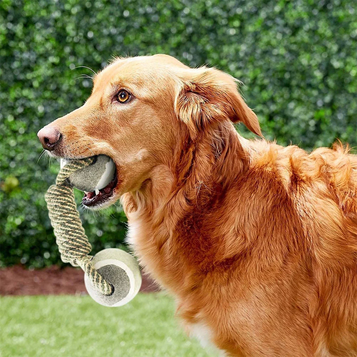 Dog Rope Toy Durable Cotton Dental Care