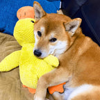 Dog Toy Chew & Tug Realistic Quack