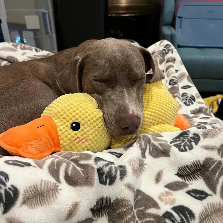 Dog Toy Durable Chew Resistant Calming Quack Squeaker