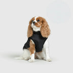 Dog Winter Jacket 3-in-1 Removable Liner & Wind-Resistant Shell