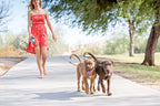Double Dog Leash 360° Anti-Tangle Reflective