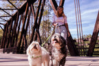 Double Dog Leash 360° Anti-Tangle Reflective