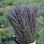 Dried Lavender Bundle Handpicked Air-Dried Aromatherapy
