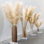Dried Pampas Grass Stems Soft Fluffy Set of 10