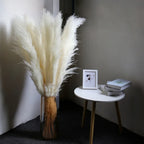 Dried Pampas Grass Stems Soft Fluffy Set of 10