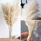 Dried Pampas Grass Stems Soft Fluffy Set of 10